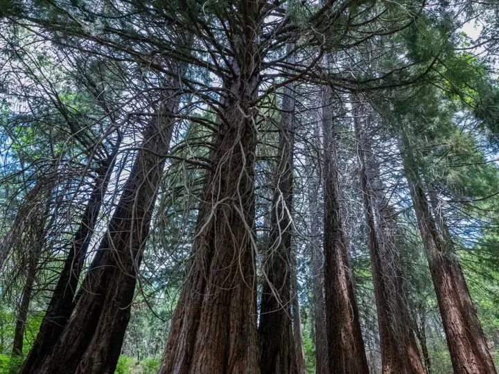 Heaps Peak Arboretum