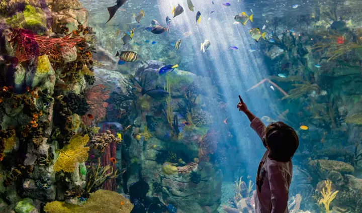 Birch Aquarium at Scripps